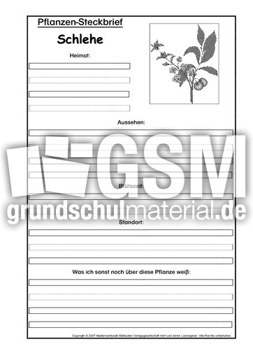 Pflanzensteckbrief-Schlehe-SW.pdf